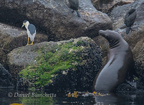 Black-crowned Night Heron, California Sea Lion and Brandt's Cormorant, photo by Daniel Bianchetta