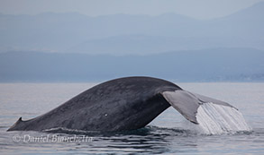 Blue Whale, photo by Daniel Bianchetta