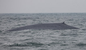 Blue Whale, photo by Daniel Bianchetta