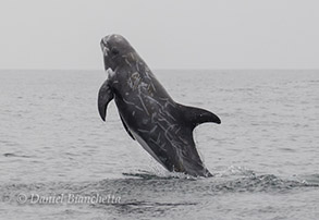 Breaching Risso's Dolphin, photo by Daniel Bianchetta