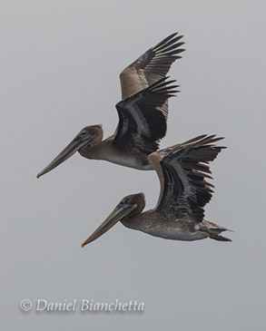 California Brown Pelicans, photo by Daniel Bianchetta