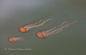 Chrysaora (Sea Nettles), photo by Daniel Bianchetta
