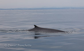 Fin Whale, photo by Daniel Bianchetta