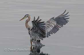 Great Blue Heron, photo by Daniel Bianchetta