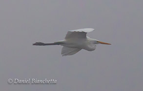 Great Egret, photo by Daniel Bianchetta