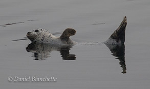 Harbor Seal, photo by Daniel Bianchetta