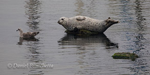 Harbor Seal, photo by Daniel Bianchetta