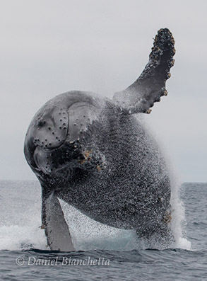 Humpback Whale breaching, photo by Daniel Bianchetta