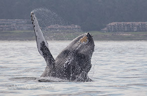 Humpback Whale, photo by Daniel Bianchetta