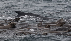 Humpback Whale feeding with California Sea Lions, photo by Daniel Bianchetta