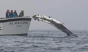 Humpback Whale pectoral fin by Pt. Sur Clipper, photo by Daniel Bianchetta