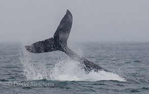 Humpback Whale tail throw, photo by Daniel Bianchetta