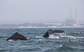 Humpback Whales and California Sea Lions, photo by Daniel Bianchetta
