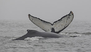 Humpback Whales, photo by Daniel Bianchetta