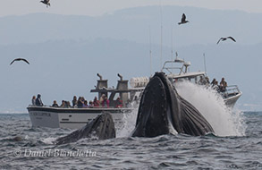 Humpback Whales lunge-feeding by Pt. Sur Clipper, photo by Daniel Bianchetta