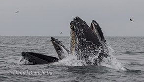 Humpback Whales lunge-feeding, photo by Daniel Bianchetta