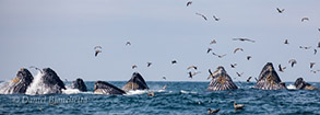 Humpback Whales lunge-feeding, photo by Daniel Bianchetta