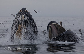 Humpback Whales lunge-feeding, photo by Daniel Bianchetta