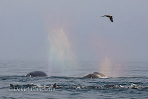 Humpback Whales with rain-blows, photo by Daniel Bianchetta