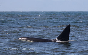Killer Whale Fat Fin, photo by Daniel Bianchetta