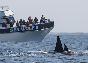 Killer Whales near Sea Wolf II, photo by Daniel Bianchetta