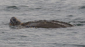 Leatherback Sea Turtle, photo by Daniel Bianchetta