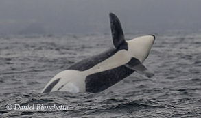 Male Killer Whale breaching, photo by Daniel Bianchetta