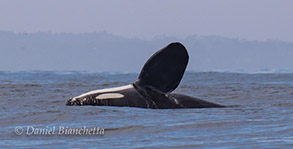 Male Killer Whale pectoral fin slapping, photo by Daniel Bianchetta