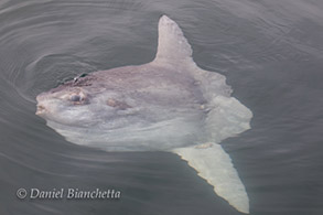 Mola Mola (Ocean Sunfish), photo by Daniel Bianchetta