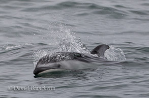 Pacific White-sided Dolphin, photo by Daniel Bianchetta