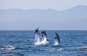 Pacific White-sided Dolphins breaching sequence #1, photo by Daniel Bianchetta