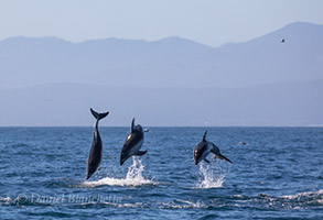 Pacific White-sided Dolphins breaching sequence #3, photo by Daniel Bianchetta