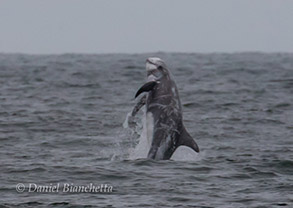 Risso's Dolphin, photo by Daniel Bianchetta