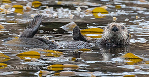 Southern Sea Otter in kelp, photo by Daniel Bianchetta