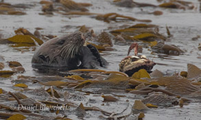 Southern Sea Otter eating a Dungeness Crab, photo by Daniel Bianchetta