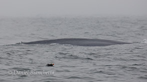 Tufted Puffin by a Blue Whale, photo by Daniel Bianchetta