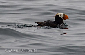 Tufted Puffin close-up, photo by Daniel Bianchetta