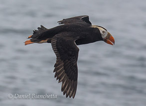 Tufted Puffin in Breeding Plumage, photo by Daniel Bianchetta