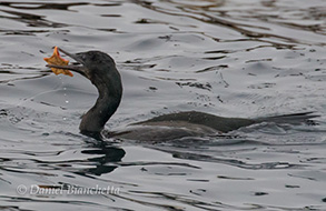 Brandt's Cormorant trying to eat a Bat Star, photo by Daniel Bianchetta