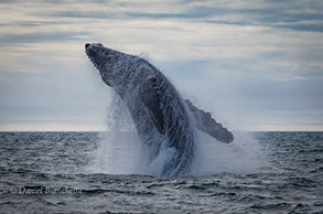 Breaching Humpback Whale, photo by Daniel Bianchetta