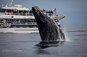 Breaching Humpback Whale in front of Blackfin, photo by Daniel Bianchetta