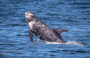 Breaching Risso's Dolphin, photo by Daniel Bianchetta