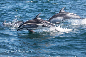 Brownell (Color morph) Pacific White-sided Dolphin, photo by Daniel Bianchetta