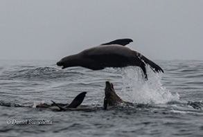 California Sea Lions, photo by Daniel Bianchetta