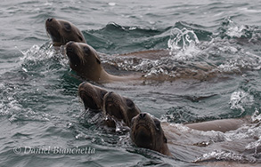 California Sea Lions , photo by Daniel Bianchetta