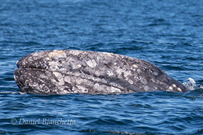 Gray Whale, photo by Daniel Bianchetta