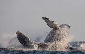 Humpback Whale breach sequence, photo by Daniel Bianchetta