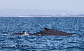 Humpback Whales cow and calf pair, photo by Daniel Bianchetta