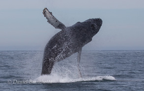 Humpback Whale Breaching, photo by Daniel Bianchetta