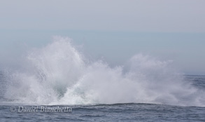 Humpback Whale Breaching, photo by Daniel Bianchetta